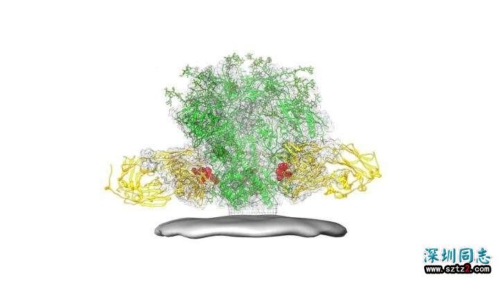 终于能治愈艾滋病了？美科学家取得巨大突破，消除31%HIV突变类型