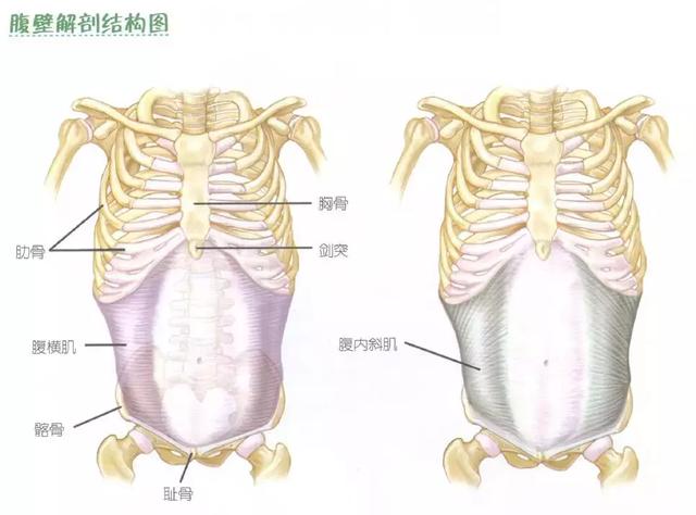 提问答疑：腹肌要坚持多久？